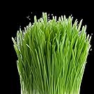 wheat grass seed catgrass