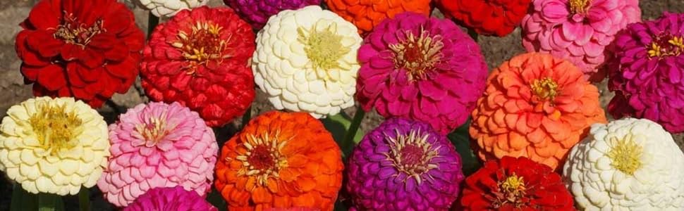 zinnia elegans liliput mix