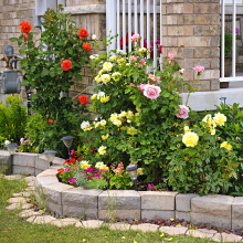 top soil container garden raised bed plant dirt seed starter pete moss fertilizer