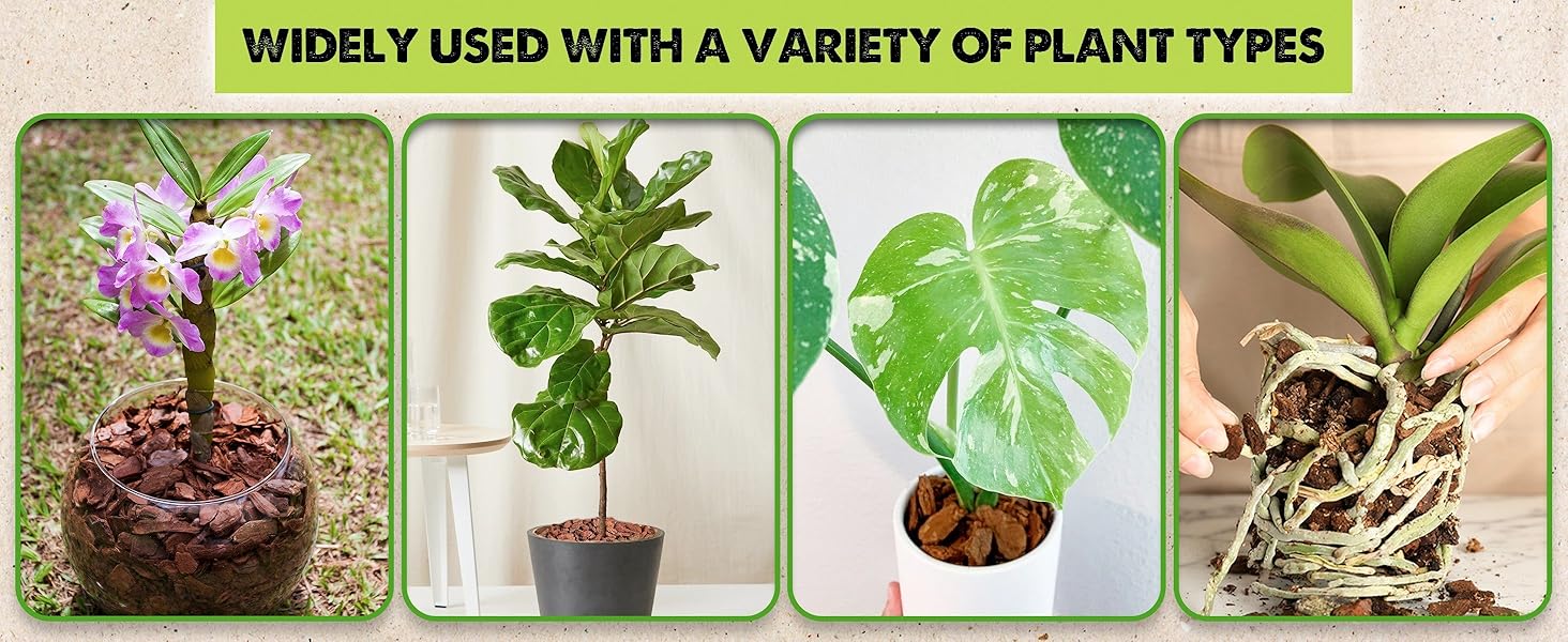 orchid potting mix for repotting