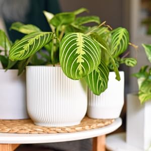 lemon lime prayer plant