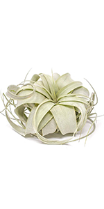 cactus cacti tillandsia xerographica air plant plants