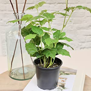 houseplants house plant plants indoor decor indoors succulents tillandsias pothos