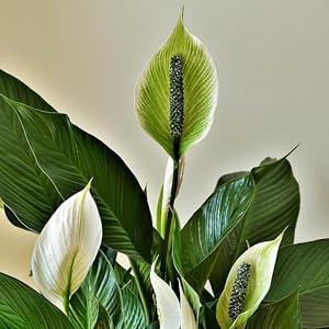 strong stems and roots