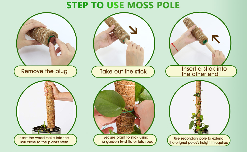 Easy to Use Moss Pole Monstera