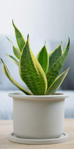 Sansevieria Superba