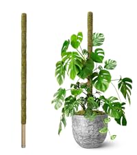 large moss pole