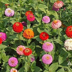 zinnia elegans liliput mix