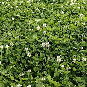 white Dutch clover seed