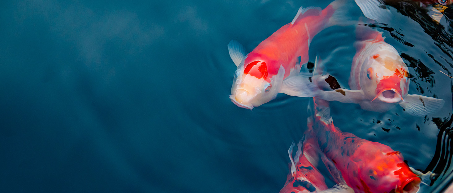 Fish in clear pond